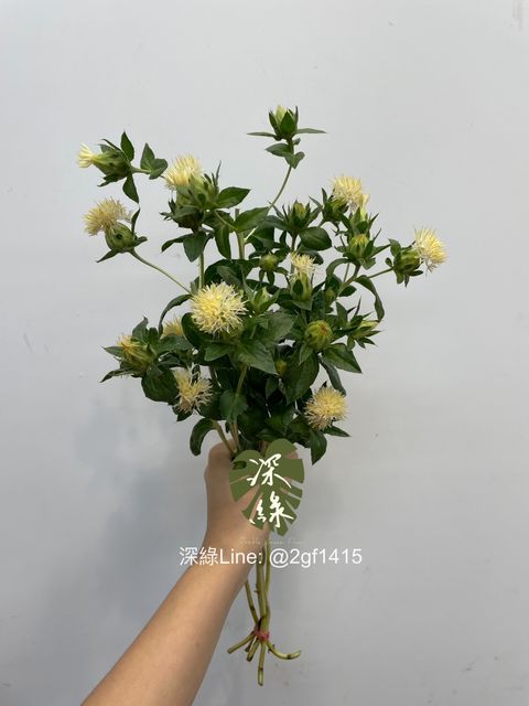 eZy Watermark_12-09-2024_12-38-46-0230下午-1726116000422