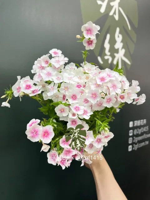 image_C1B9FF33-C864-44C1-8154-459BC0077B68_1746509200