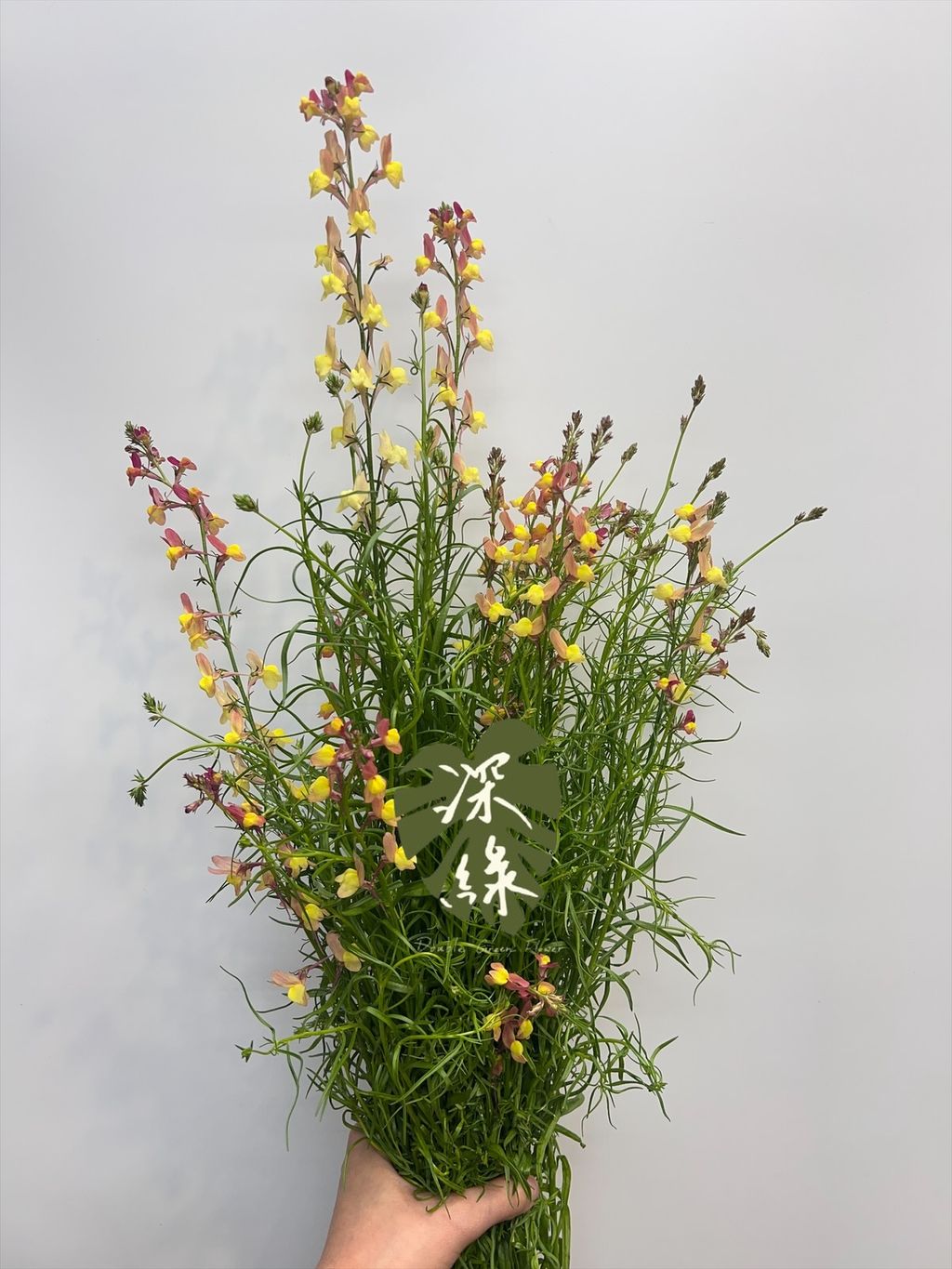 image_4401AEB2-259F-4822-B723-8FB1738F8417_1771823986