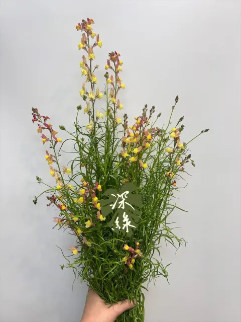 image_4401AEB2-259F-4822-B723-8FB1738F8417_1771823986