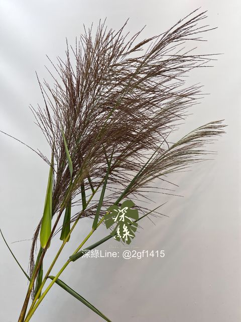 image_A22FE000-1127-494E-A96A-C66842B8E21B_1742363106