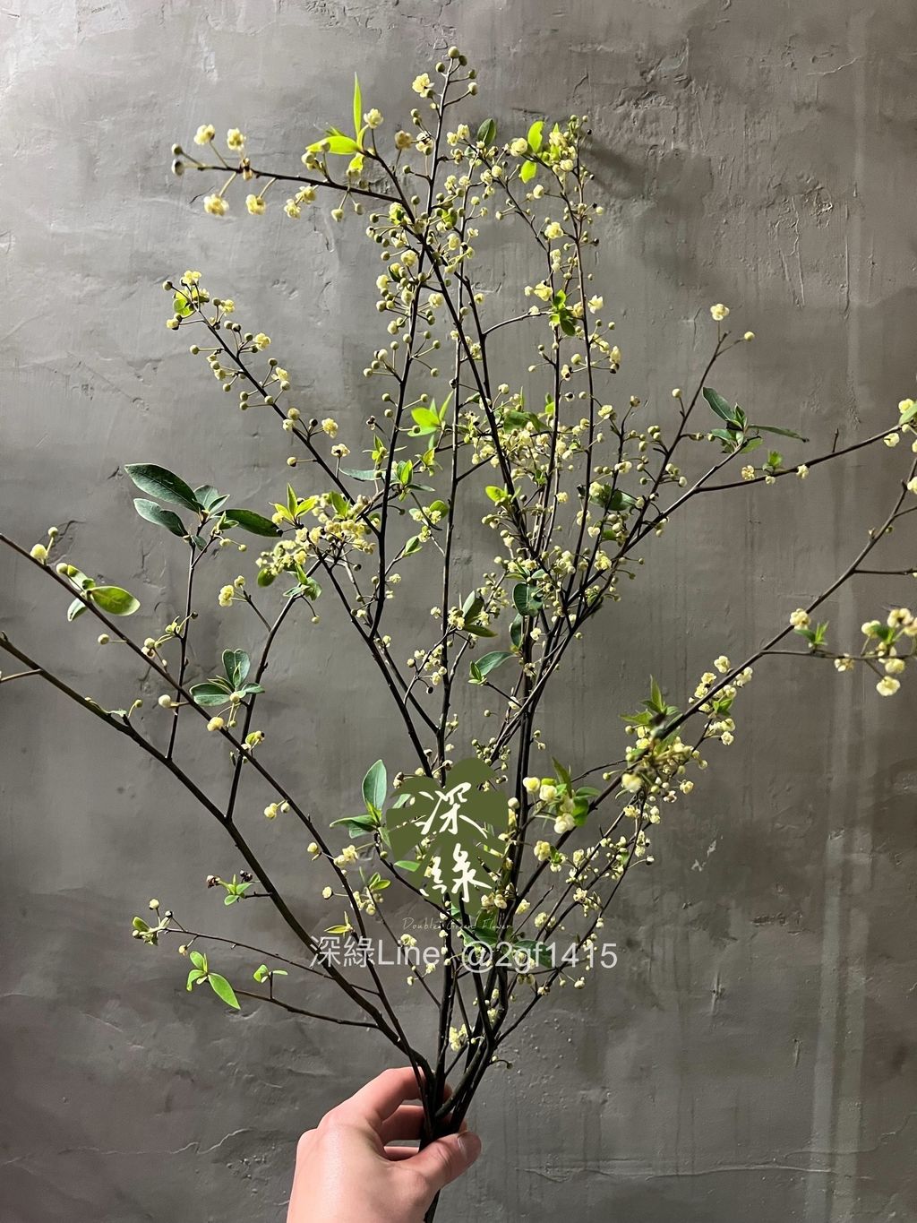 IMG_8044-1740561161103