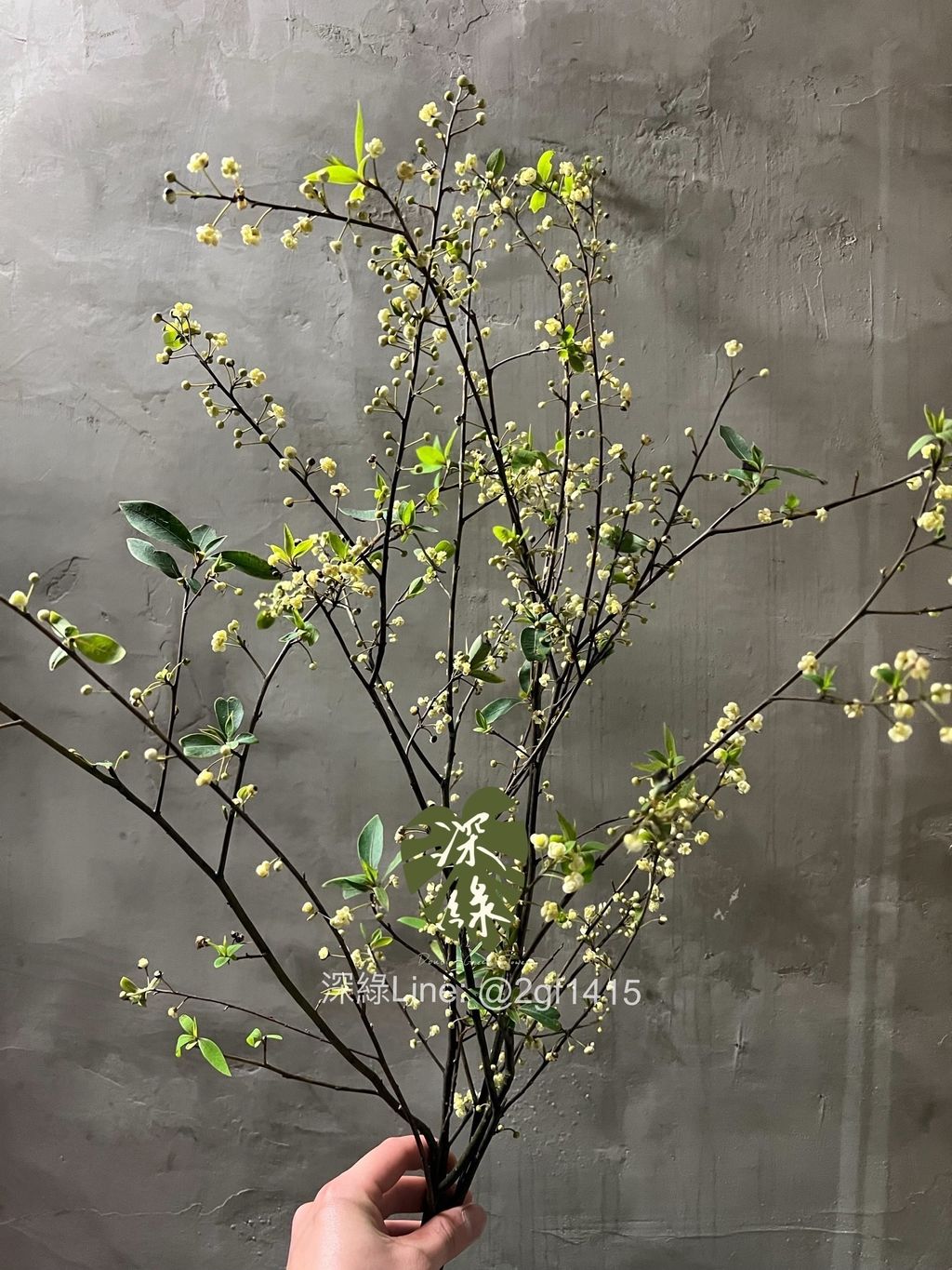 IMG_8043-1740561161095