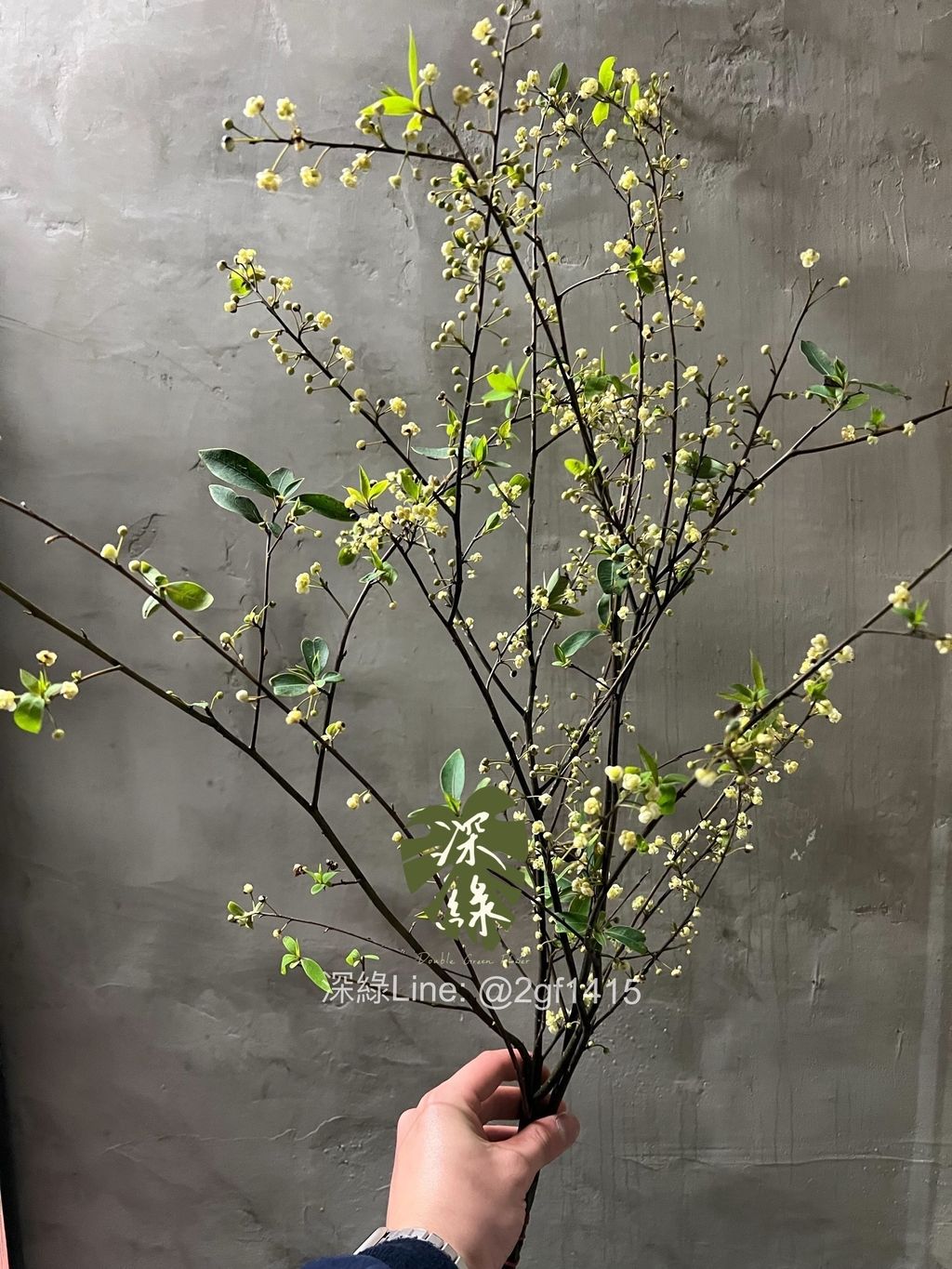 IMG_8045-1740561161113