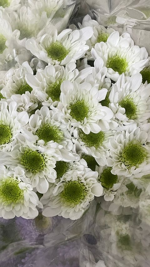 image_B7A23A47-259D-4C95-9B58-BB2290C19567_1772437599