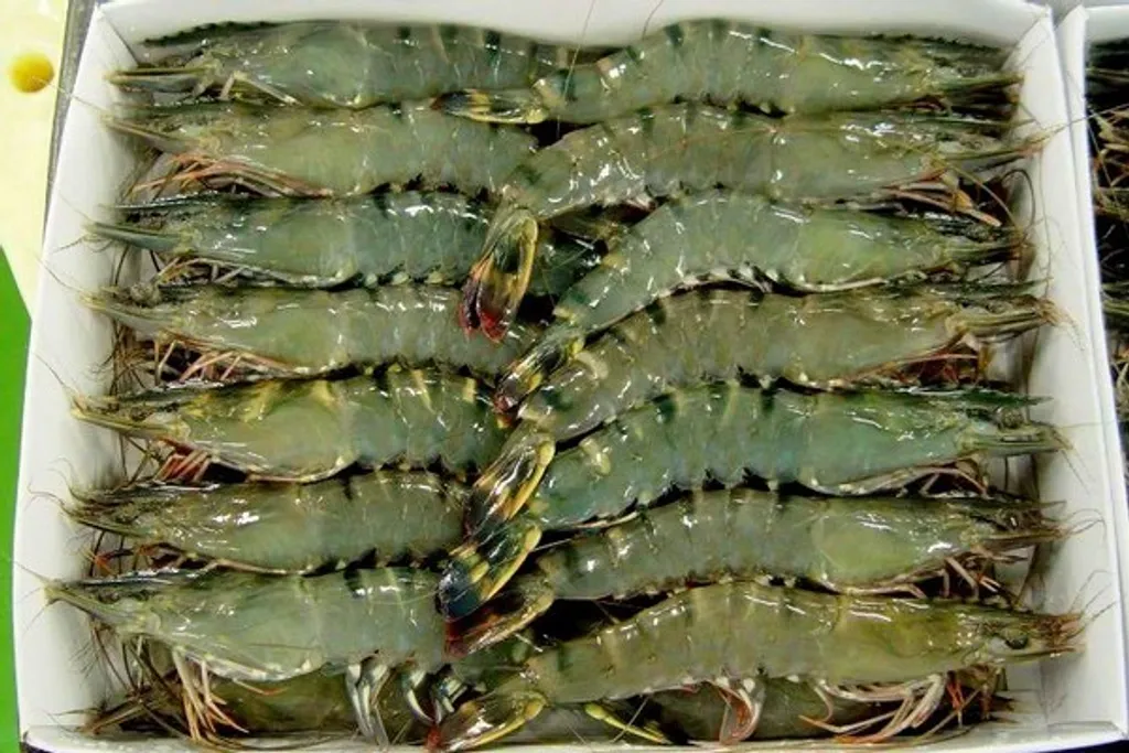 tiger prawn.jpg