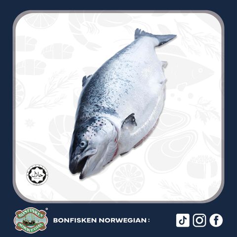 (Sashimi Grade) Air-Flown Fresh Norwegian Salmon Whole 4-5KG (Cutting Available)