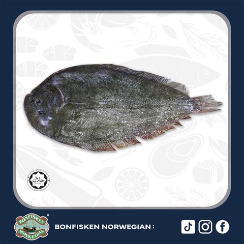 New Zealand Sole Whole