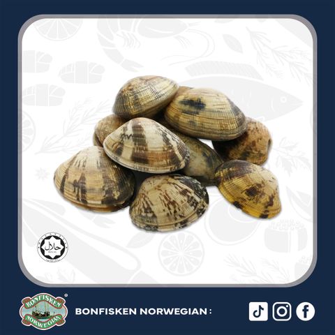 Japanese Asari Clam 500g (31-40 pieces)