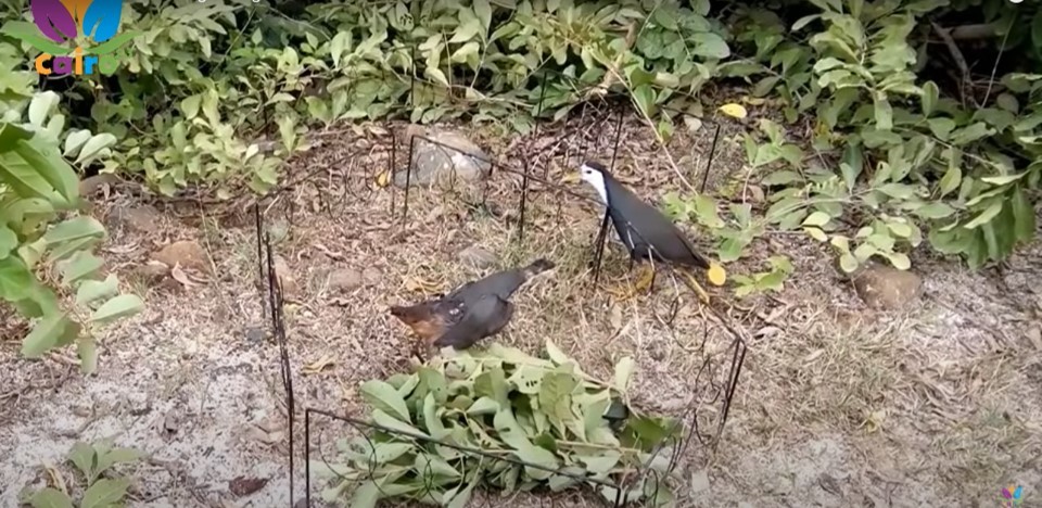 RACIK BURUNG PUYUH MODEL RACK GAWANG -MALAYSIA READY STOCK ...