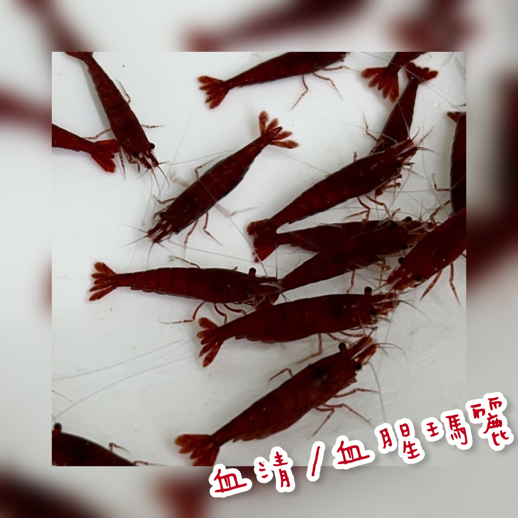 photo-output 4