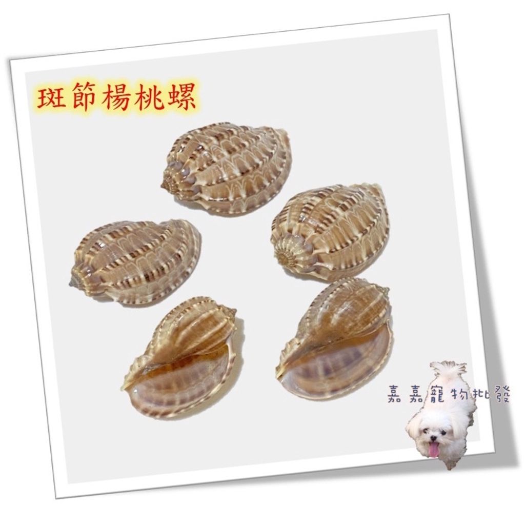 e2a894724cb7d63f7197cfd0ae2e4a7f