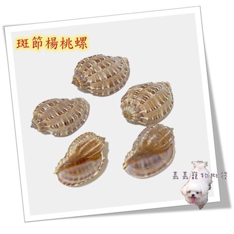 e2a894724cb7d63f7197cfd0ae2e4a7f