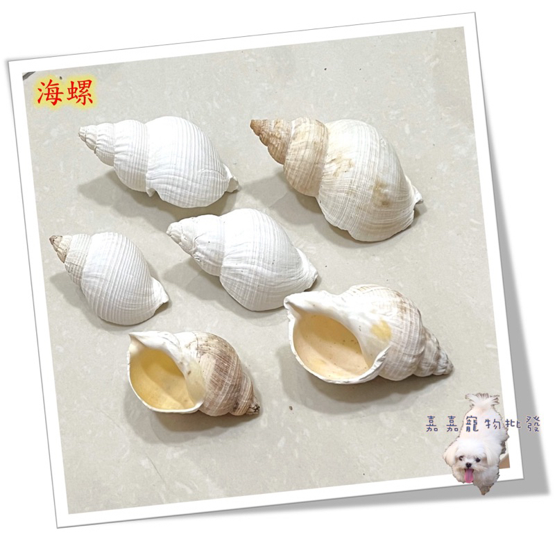 嘉嘉寵物】💯天然貝殼💯法國海螺/ 歐洲鵝螺🐚 寄居蟹最愛🦀️ 多肉栽種