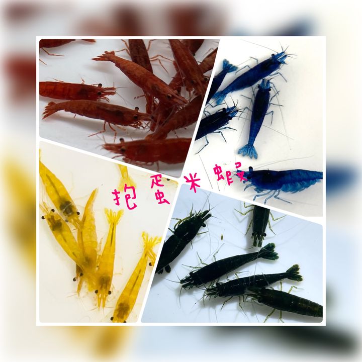 photo-output