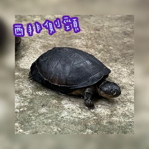 photo-output