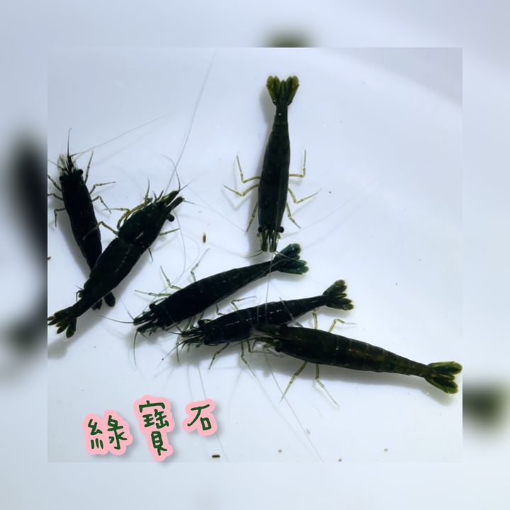 photo-output 12