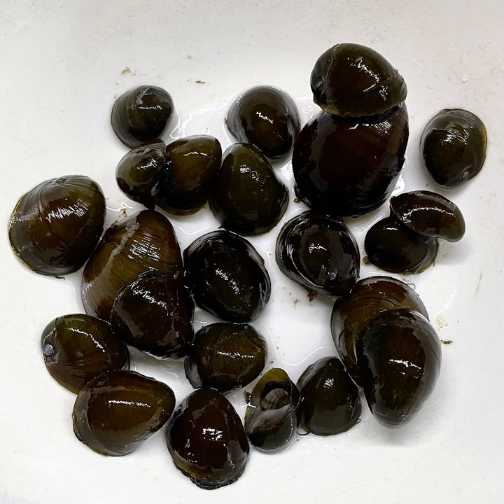 S__164306979