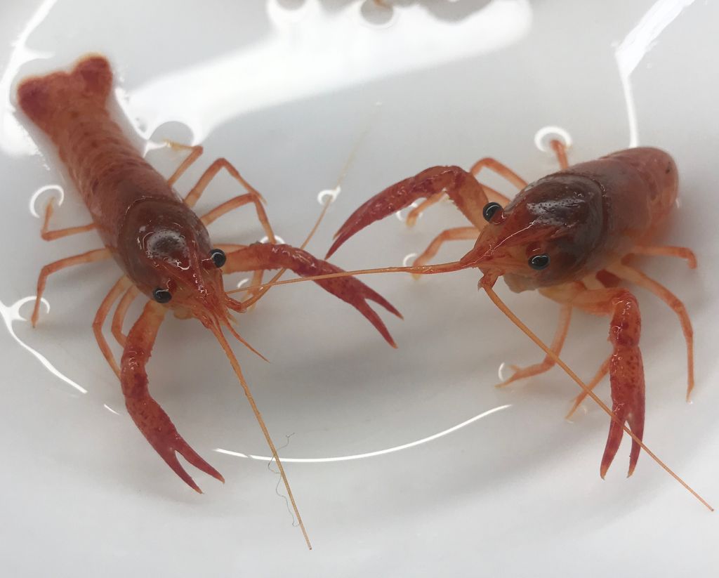 IMG_4468-1718607916030