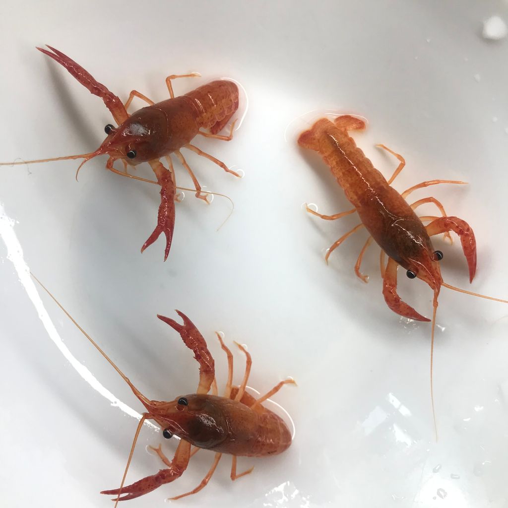 IMG_4467-1718607916173