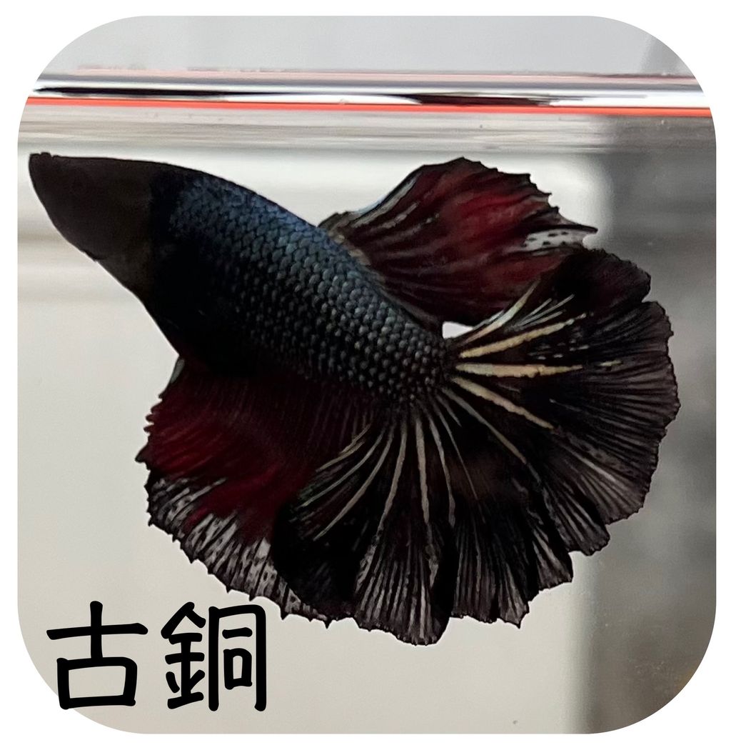 photo-output 7拷貝3
