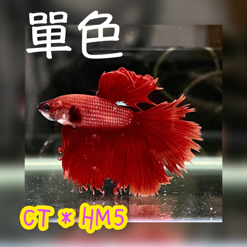 photo-output 6