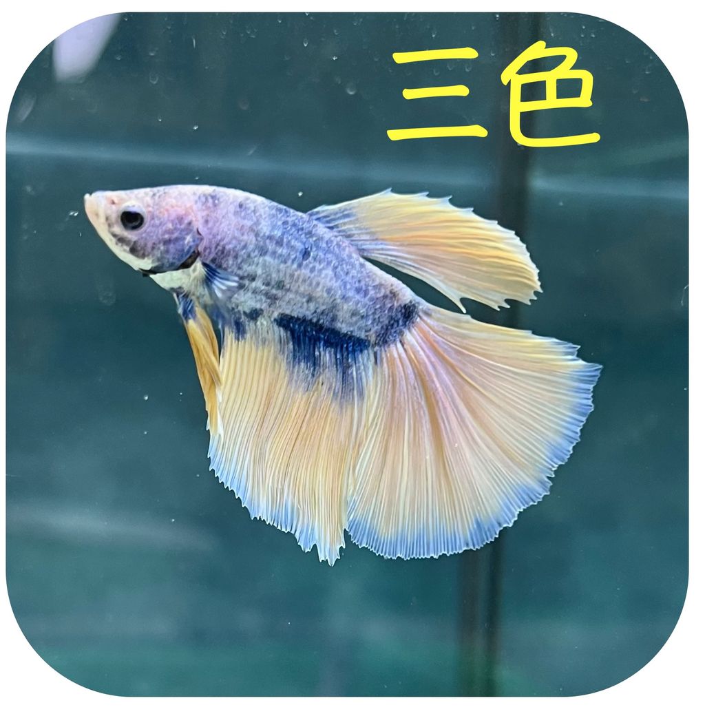 photo-output 7拷貝2