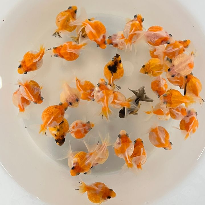 image_1F148499-0ADE-4935-8DF1-41CC8642013D_1750156578
