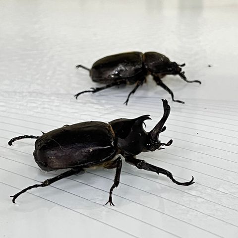 image_3F9E2E48-E605-48D7-873E-DD9EF9490FA7_1750254621