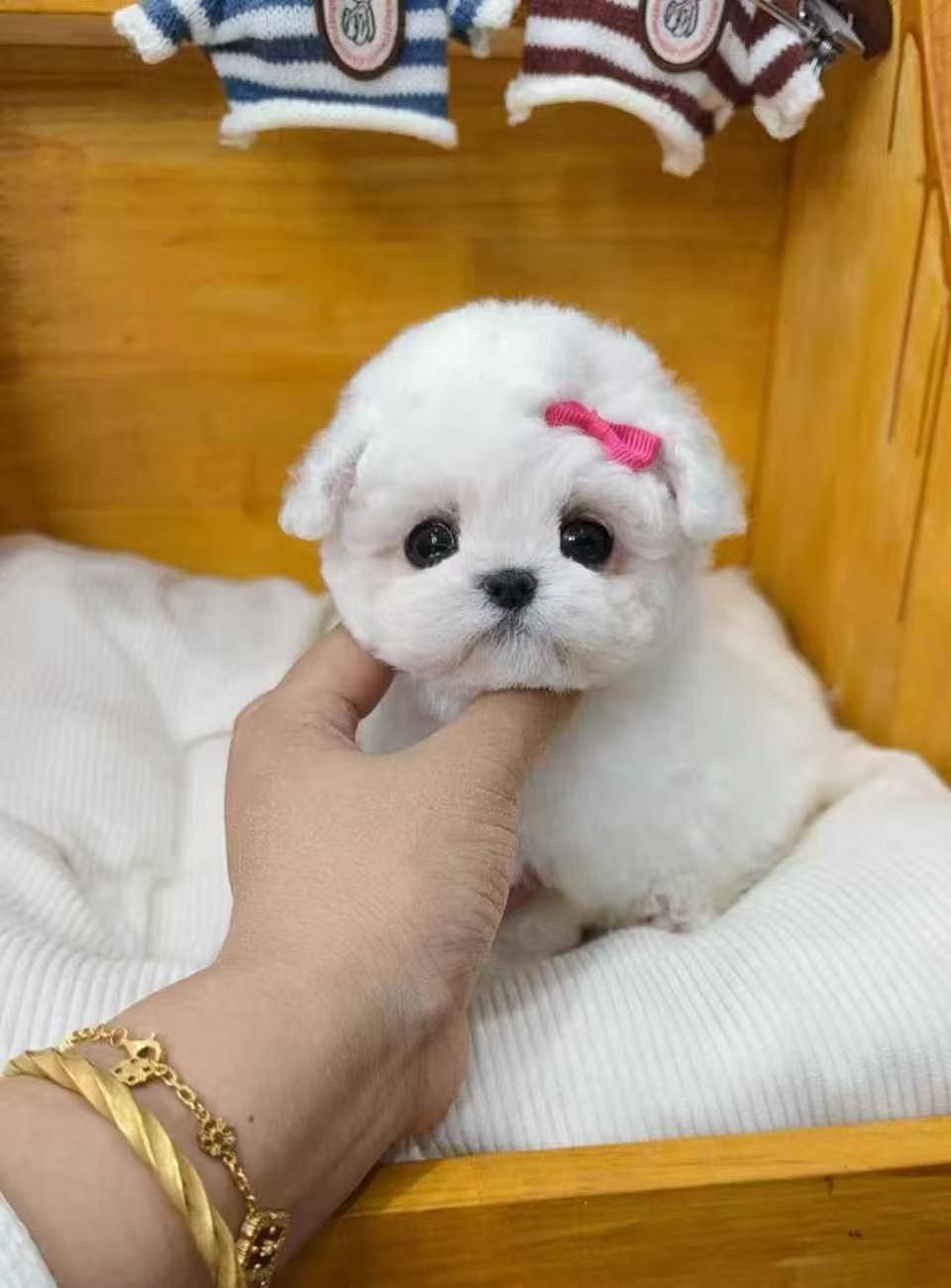 Tiny Bichon Female