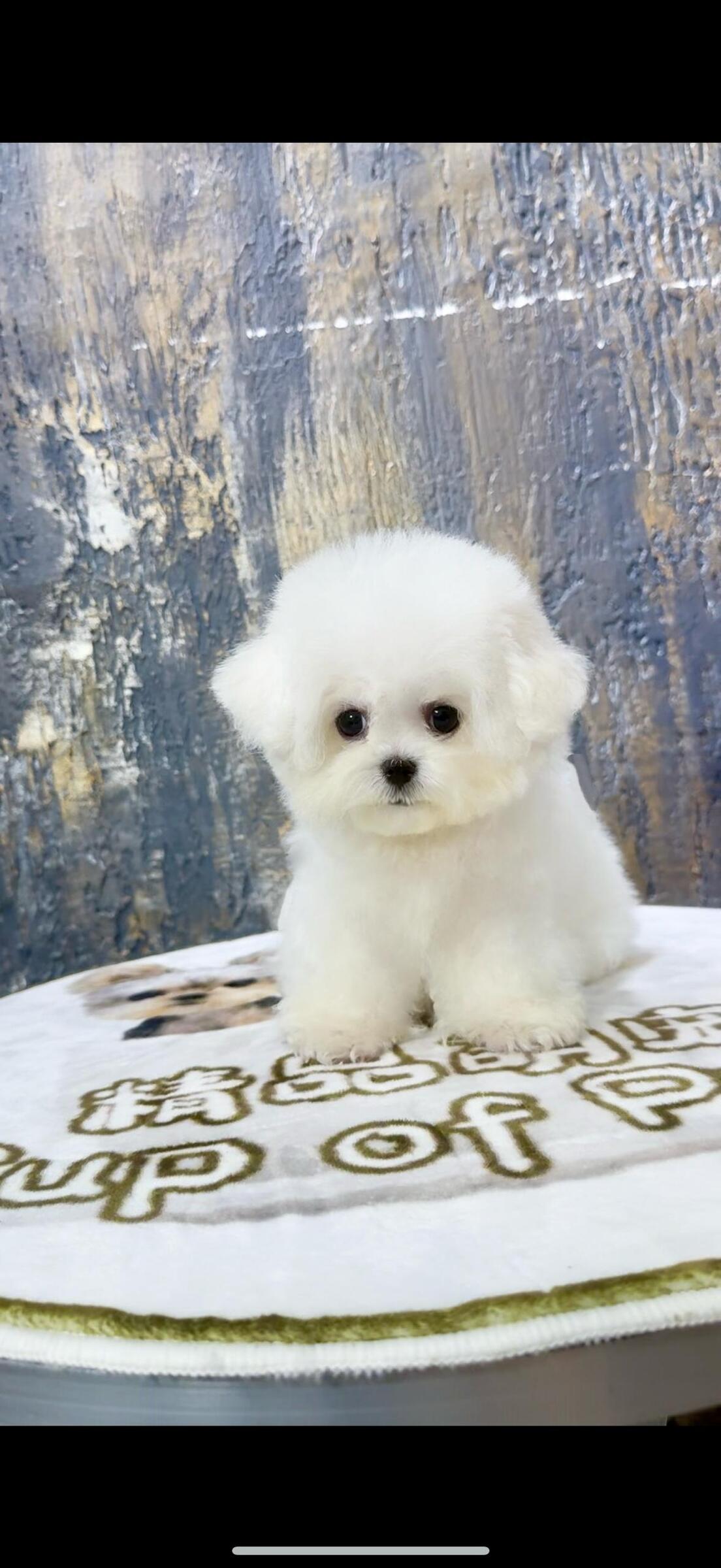 Readystock Tiny Bichon Male