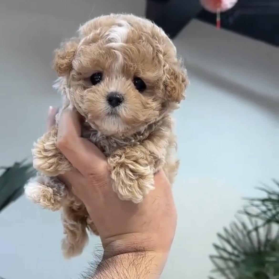 image_0687B63A-401D-4B2D-910B-BF08F5F0F66B_1762844413