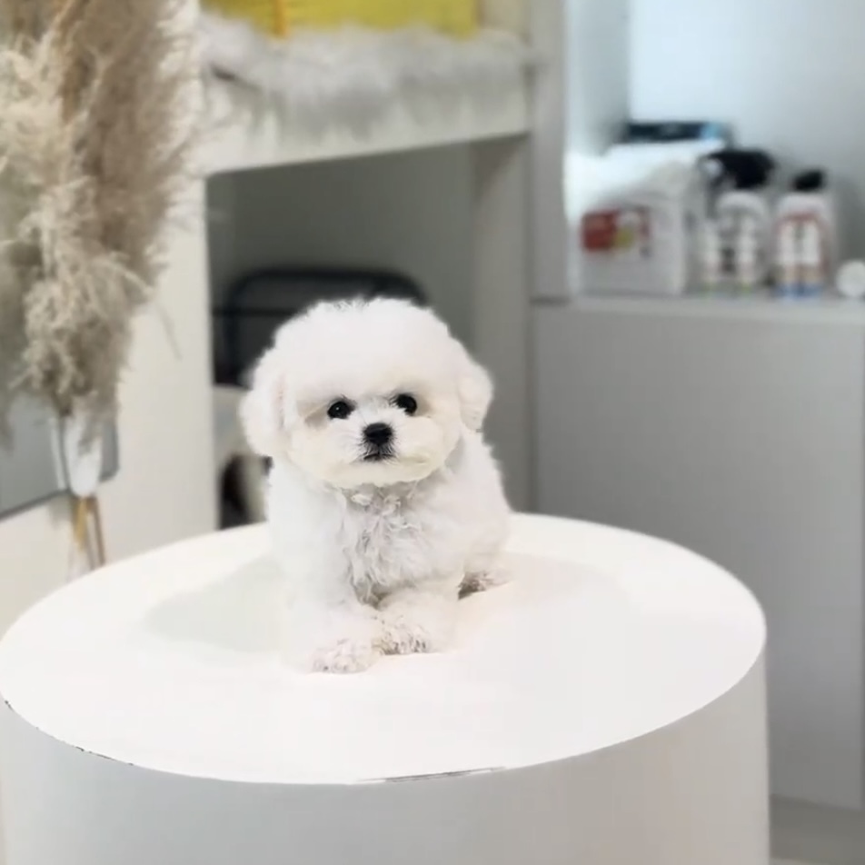 image_31F38563-DE53-4697-98C6-2F80D048A186_1762845057