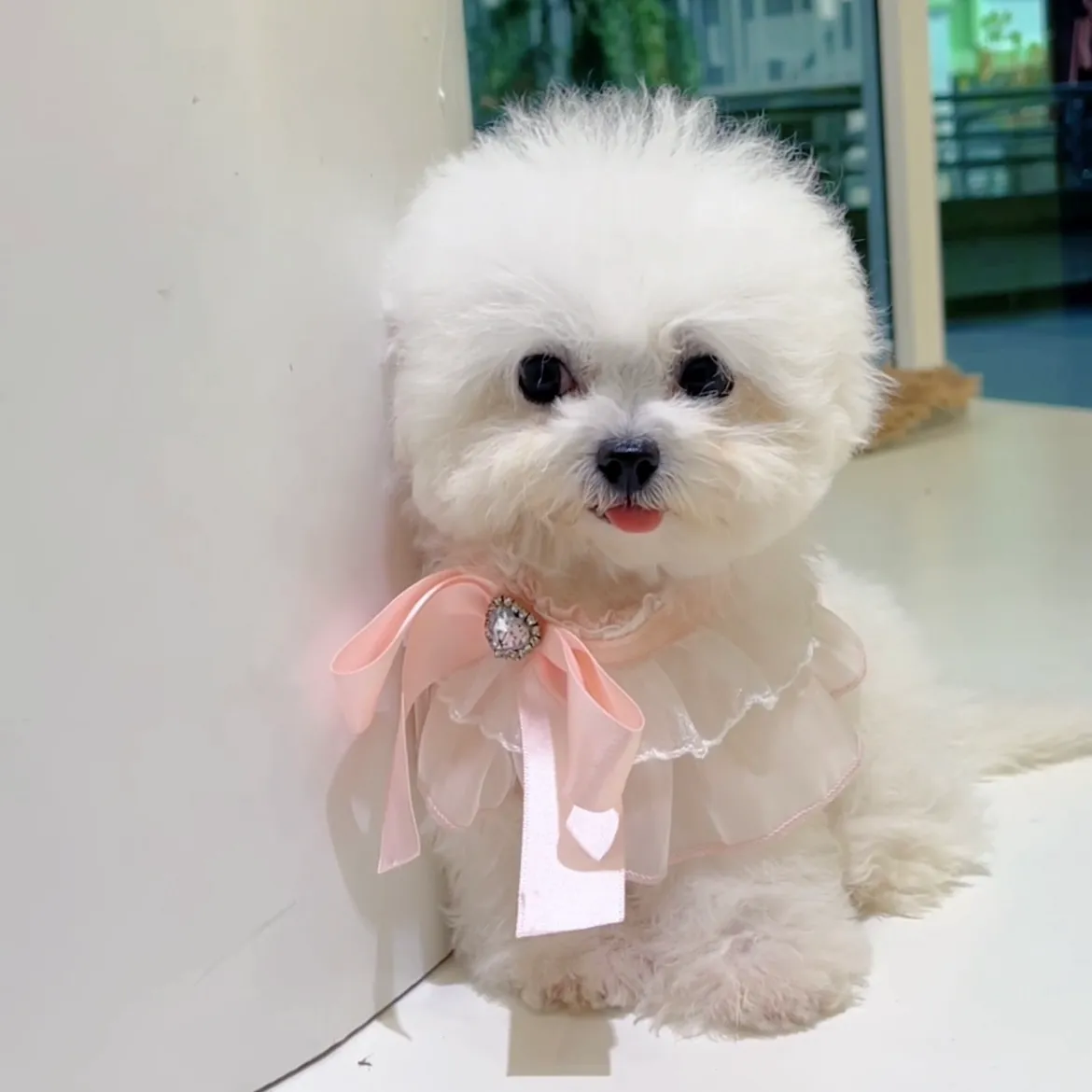 image_04356E33-F7D3-49C0-9229-564F2AD556C8_1762845128