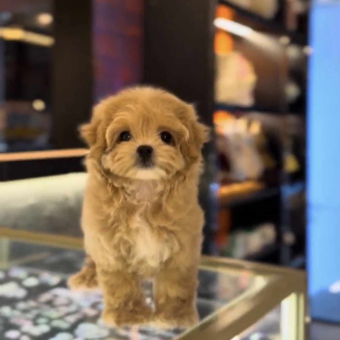 image_041588C1-8ED5-441B-9F4C-AF69132FC835_1762845281