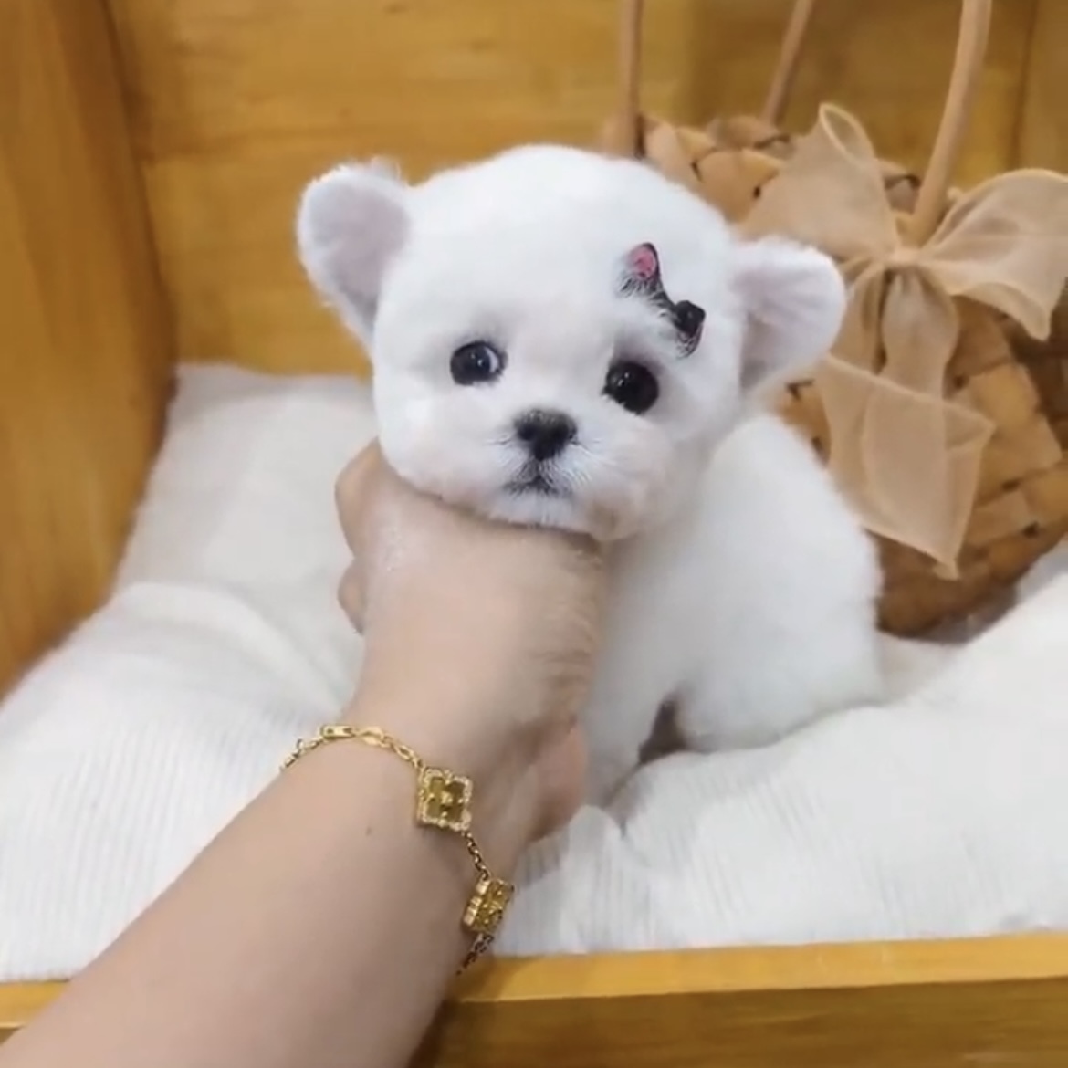 image_66350433-3E6F-41CB-BACA-B95F64BA029A_1762845470