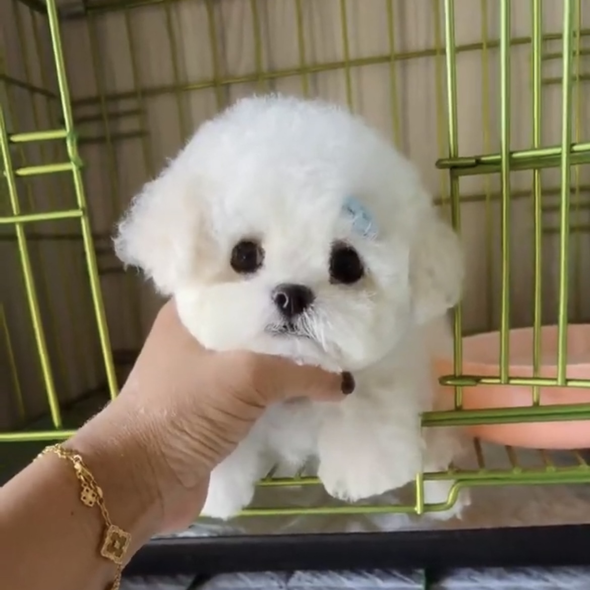 image_2EE4FDF4-08A6-4E66-BFA9-A0C53B4E70AC_1762845598