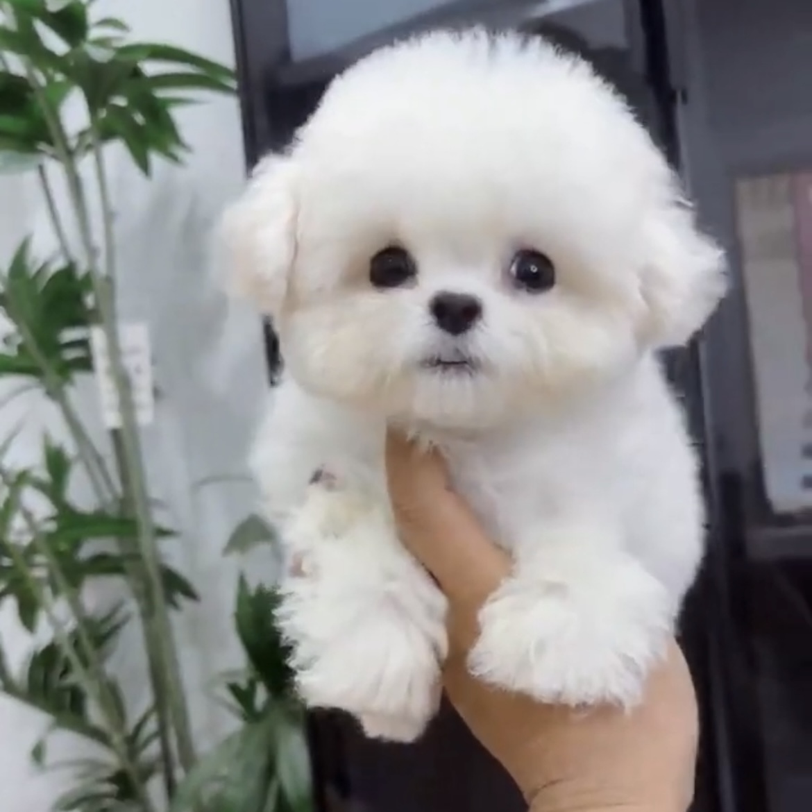 image_83C89695-50BF-4F62-B792-5910197CC2A6_1762845662