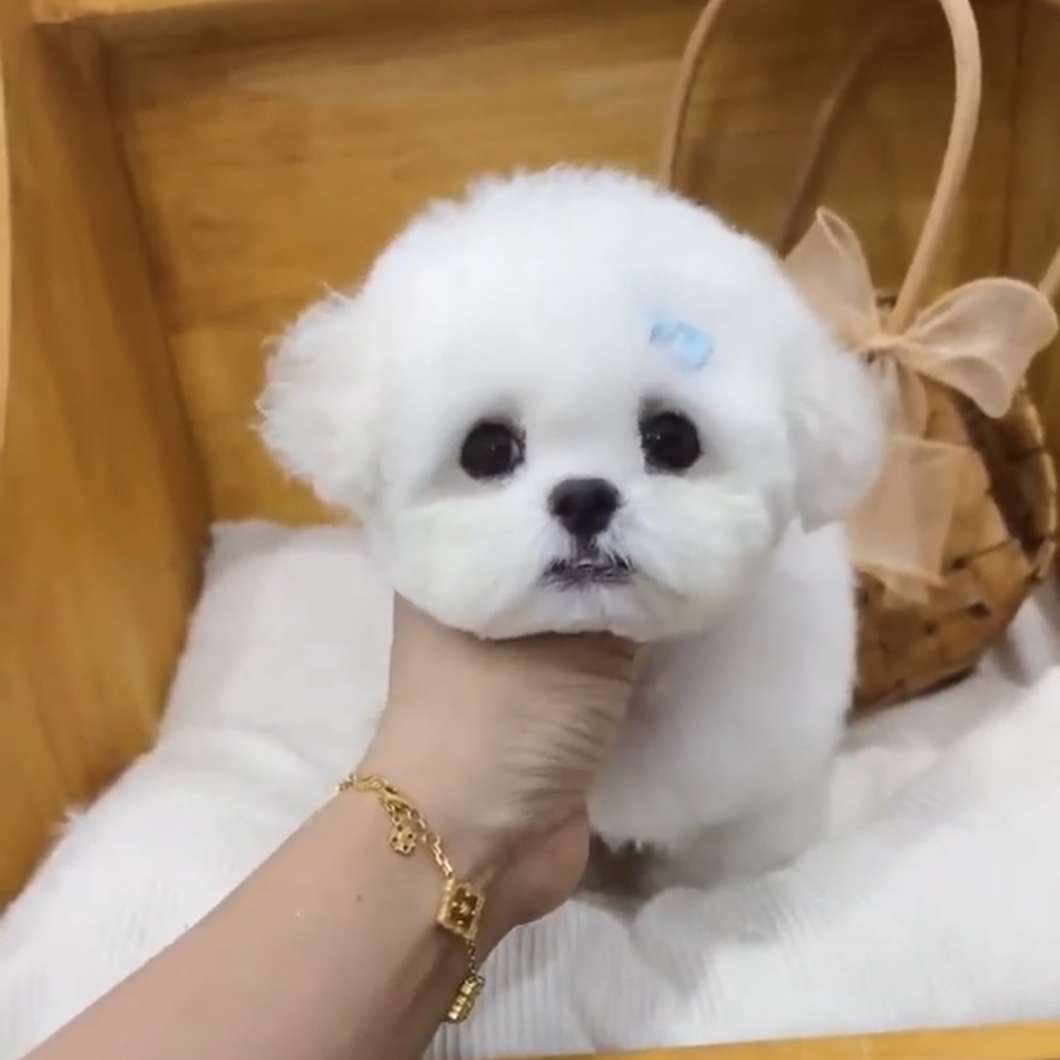 image_865D5994-D7F9-40D2-8F00-CB9B97105064_1762845695