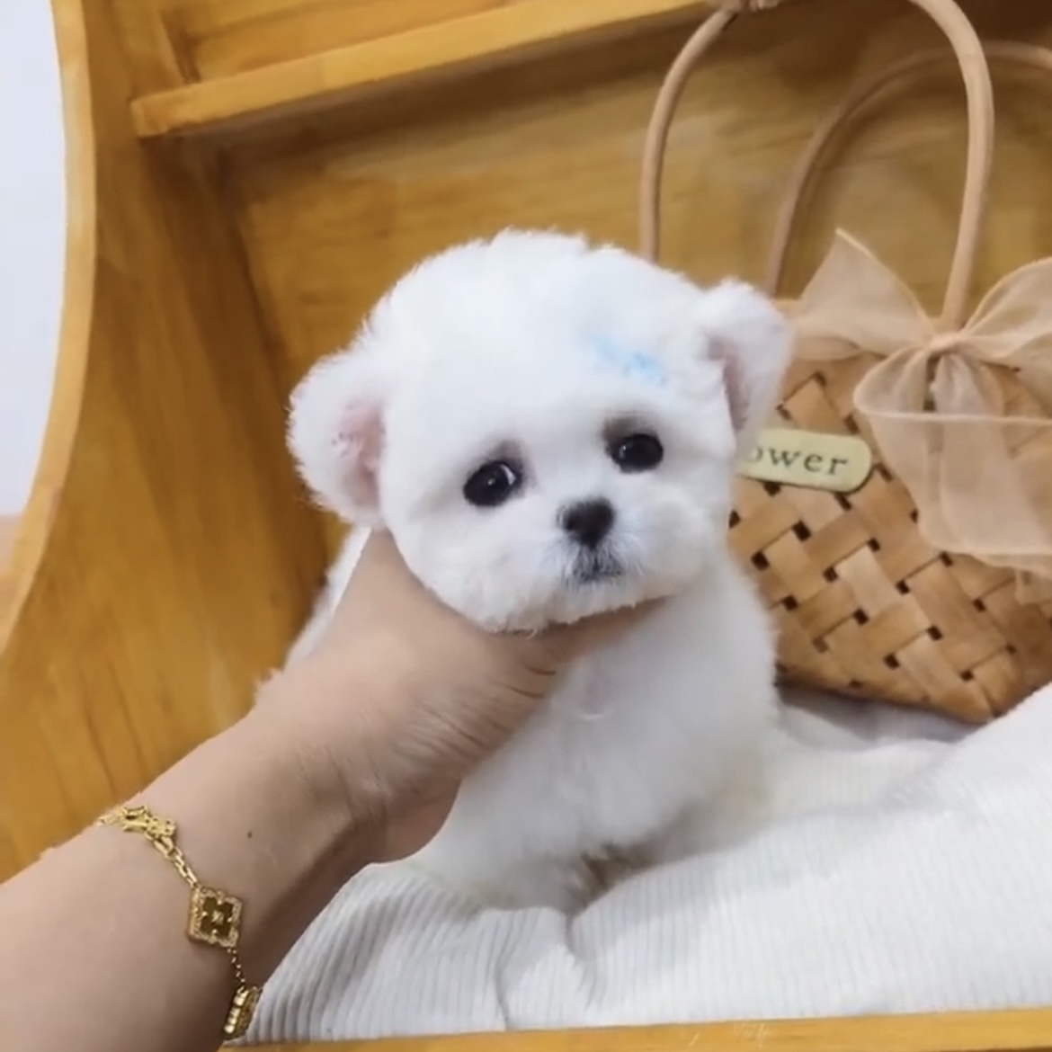 image_6E561452-156E-40BD-B361-A91F3C6E1EEA_1762845728