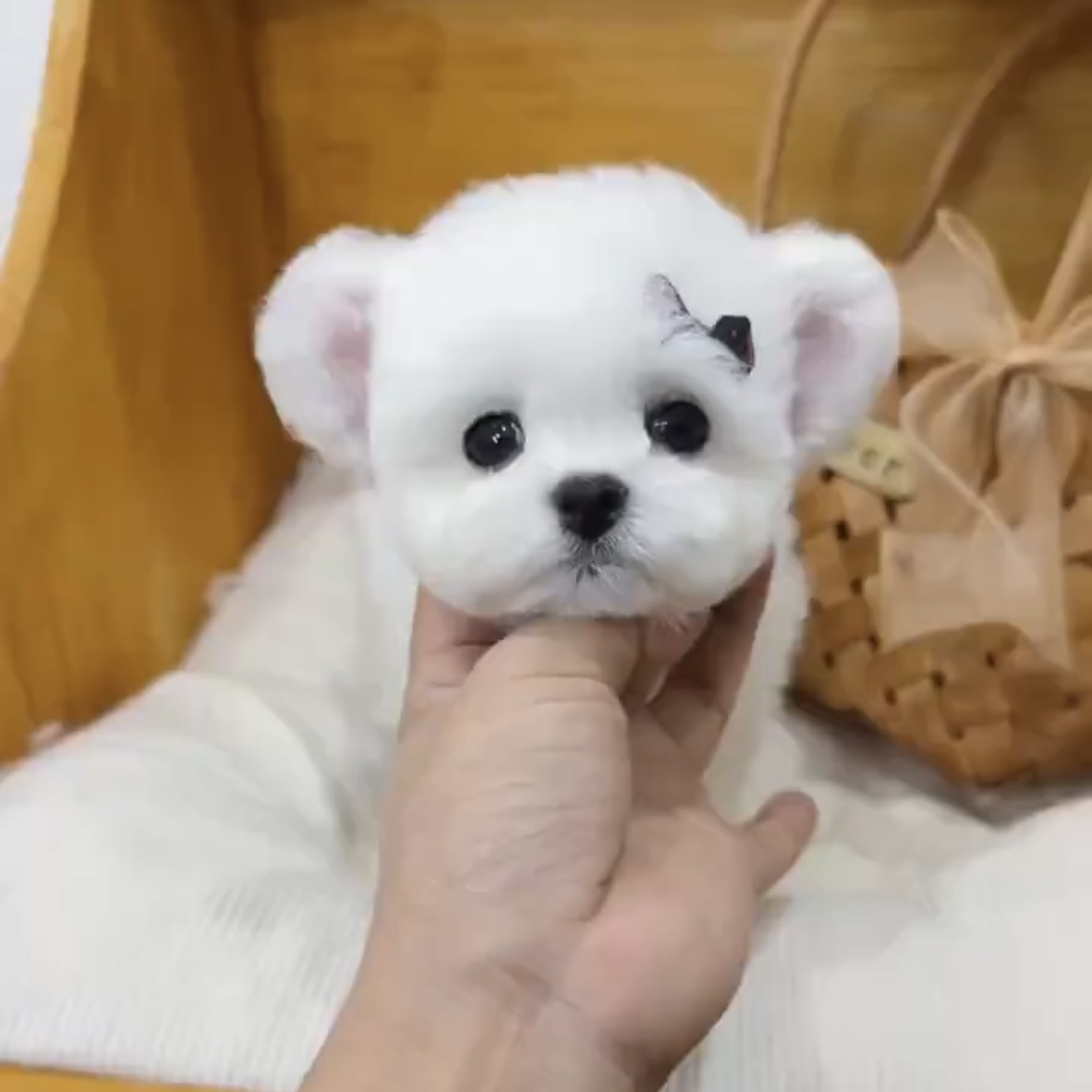 image_CEC821D6-C41E-4B2F-937B-560F664FE79B_1762845772