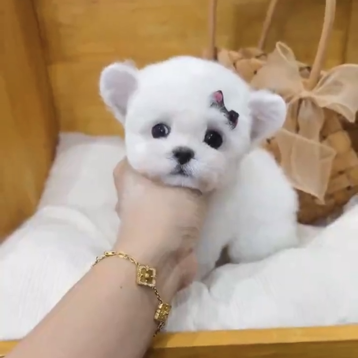 image_4A195967-BE35-4A6C-84D2-0CF69D81AFF1_1762845800