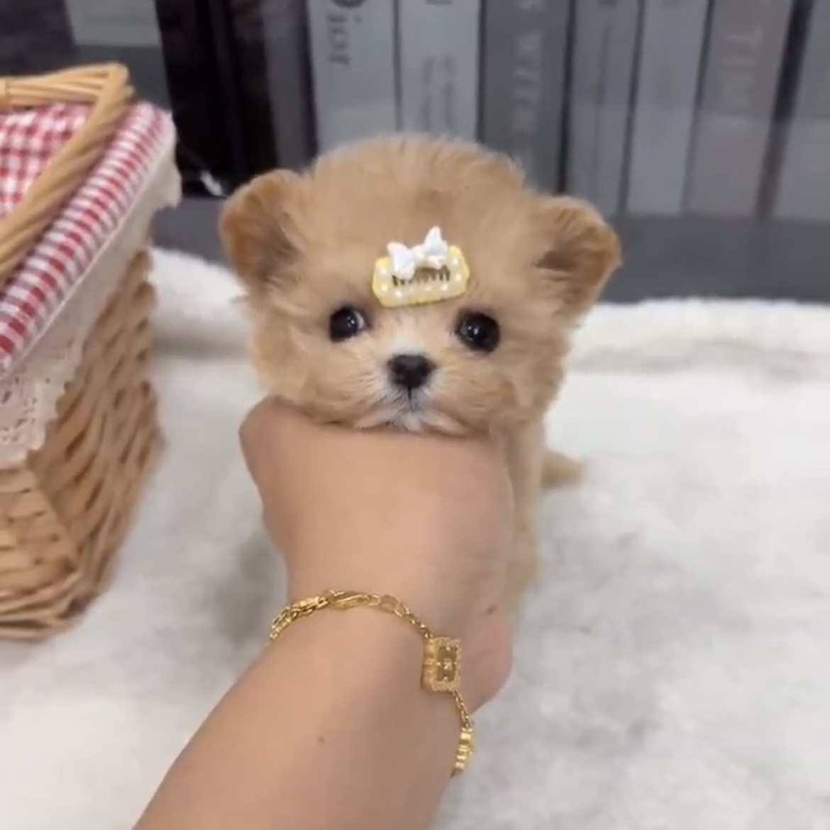 image_6213DB19-524F-4A30-8CCE-123ABE59FBE5_1762845923