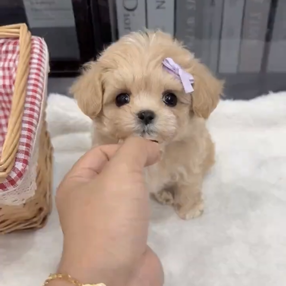 image_B610FEC6-C5A1-4910-880A-666A61EF0ACD_1762845950