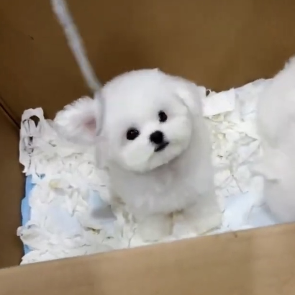 image_9FE6AB2F-E30C-41EF-8C31-09749392718B_1762845982