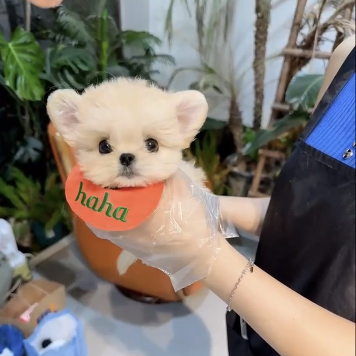 image_37FEF1DC-1D49-418D-A662-573EE9E48248_1762846118