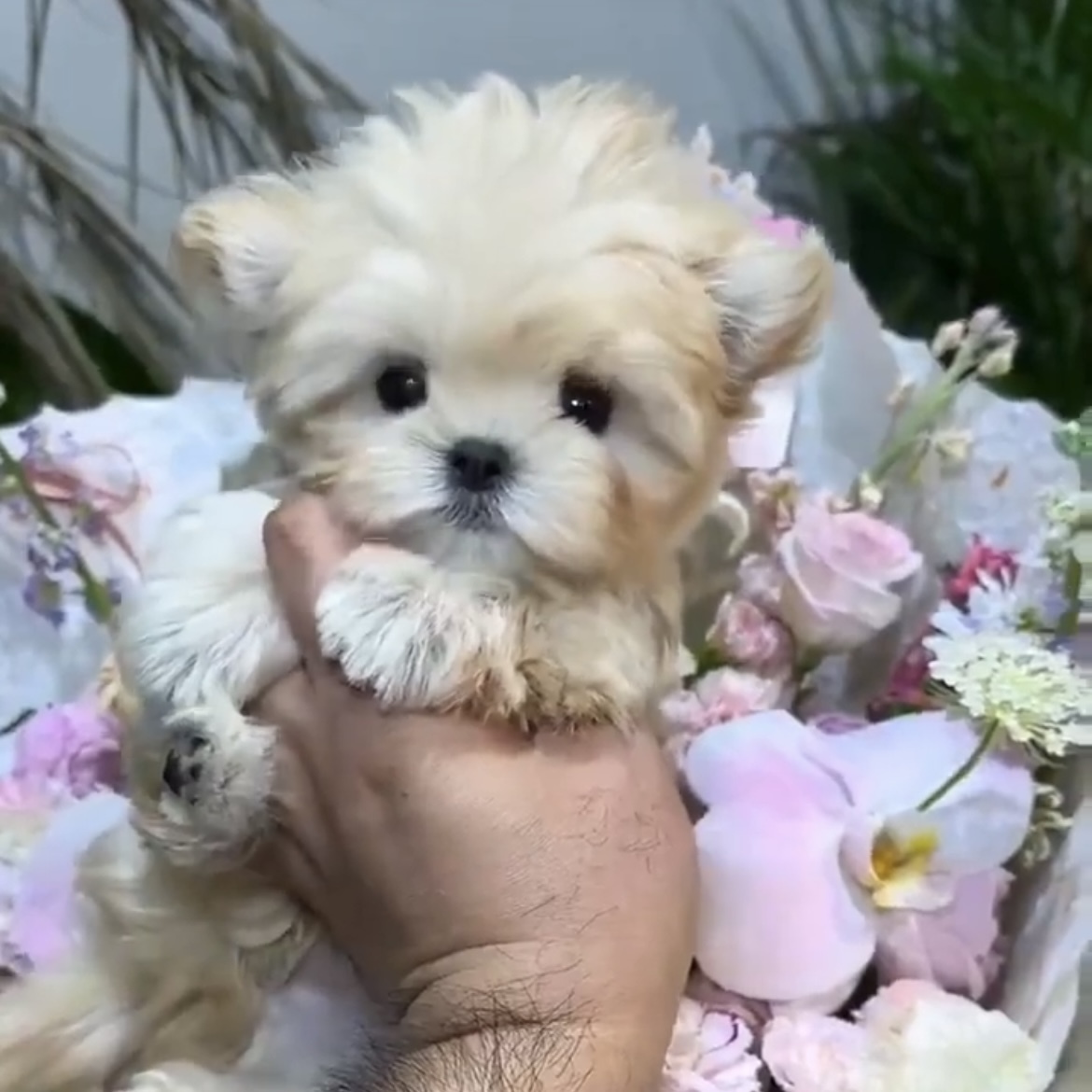 image_62FBDB9C-16C3-4D31-99E6-90D8B06B4F0A_1762846143