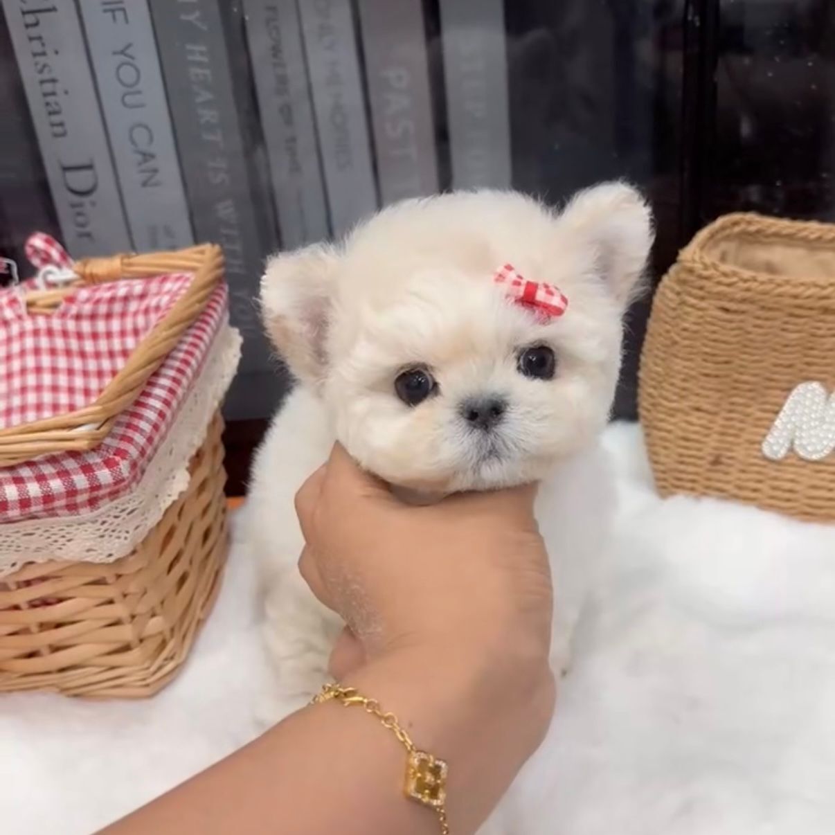 2adb2d33-a44b-4fad-8fcf-892cdc96189b