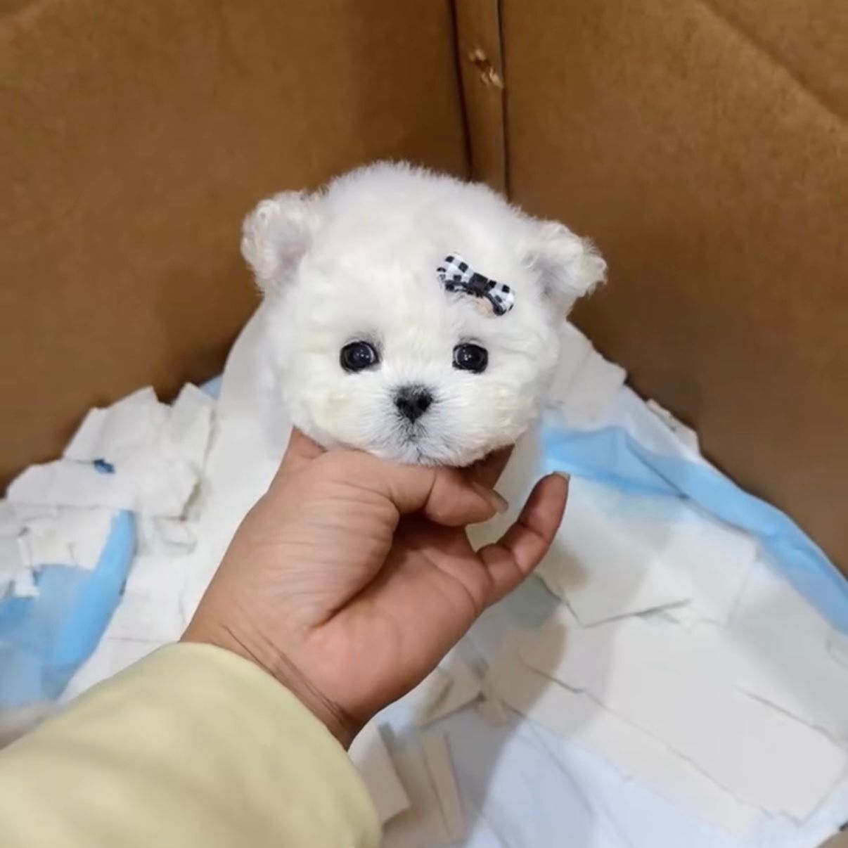 2db6d9b8-773a-4635-9038-0fed142b2a31