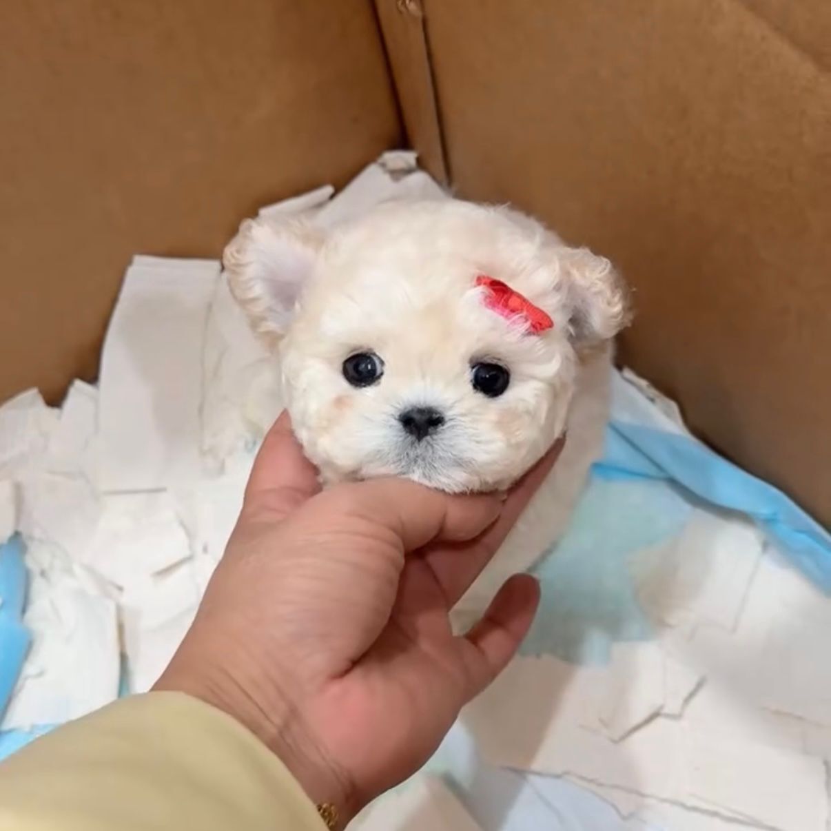 c1bacf4a-e4d2-44b6-ab61-50d203b3a709